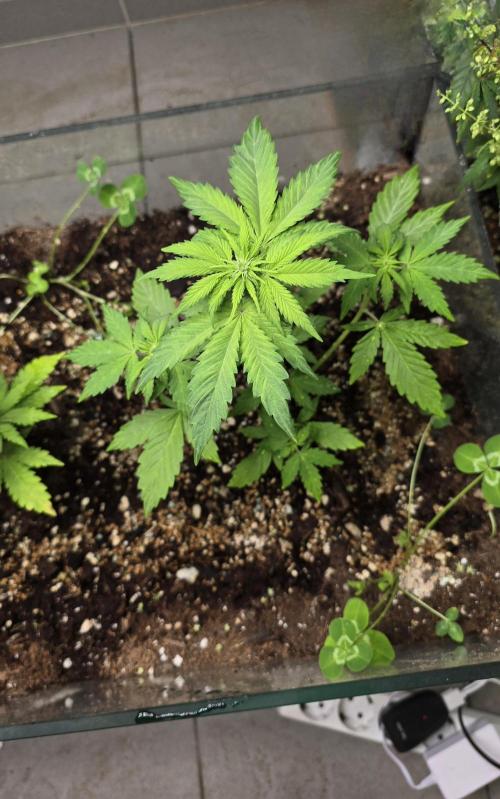 Forbidden fruit Automatic. Week 5