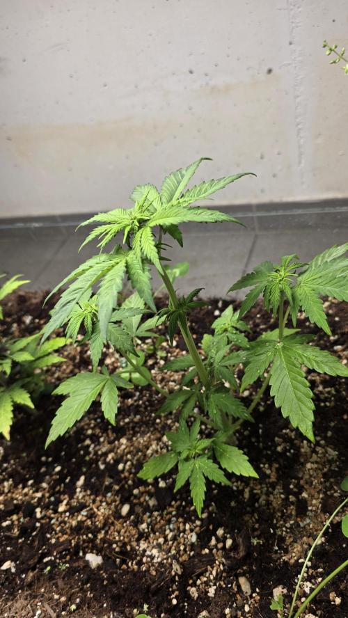 Forbidden fruit Automatic. Week 5