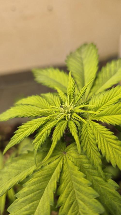 Forbidden fruit Automatic. Week 5