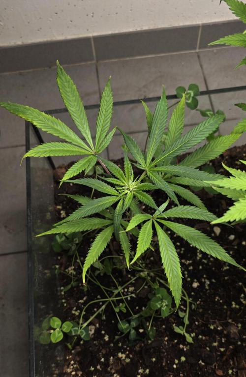 purple haze. Week 12