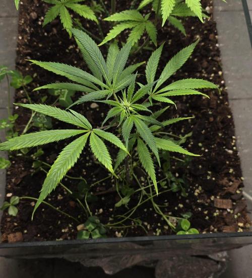 purple haze. Week 12