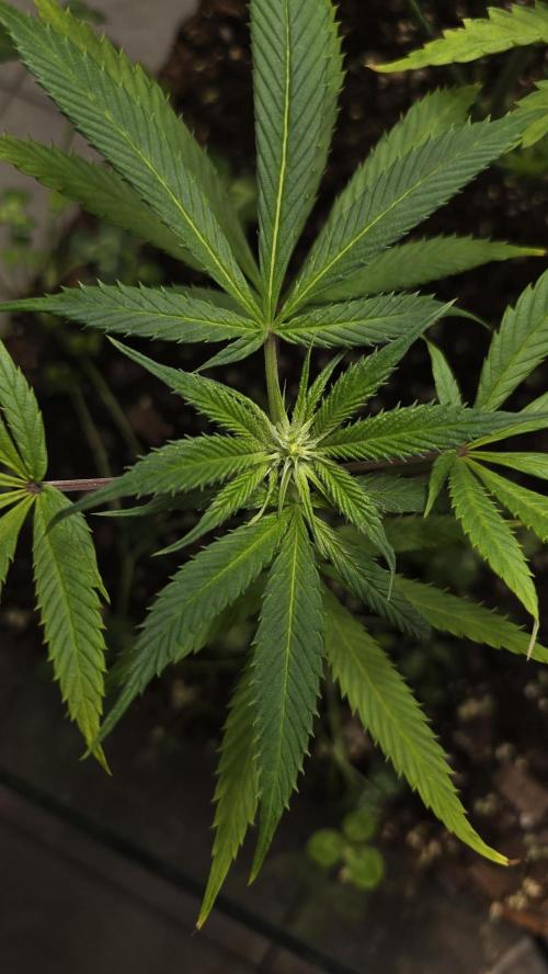 purple haze. Week 12