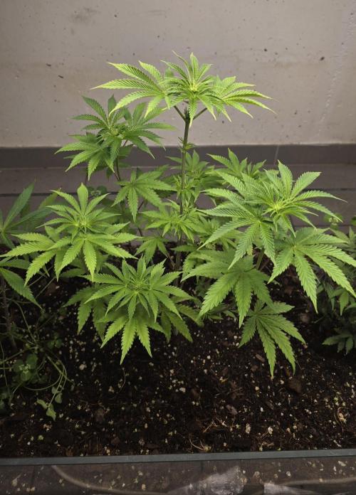 Humboldt purpz. Week 7