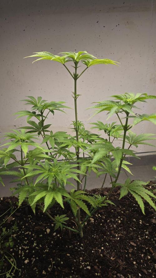 Humboldt purpz. Week 7