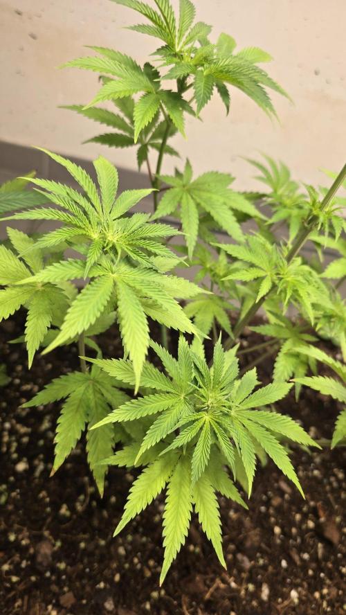 Humboldt purpz. Week 7