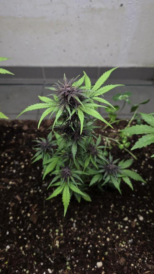 CBD Auto Blackberry Kush. Week 7
