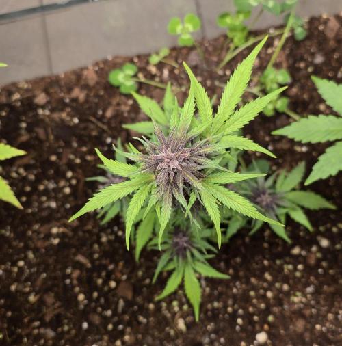 CBD Auto Blackberry Kush. Week 7