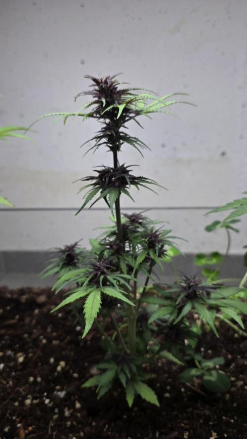 CBD Auto Blackberry Kush. Week 7