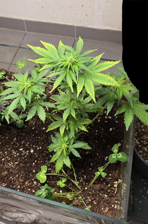 Forbidden fruit Automatic. Week 6