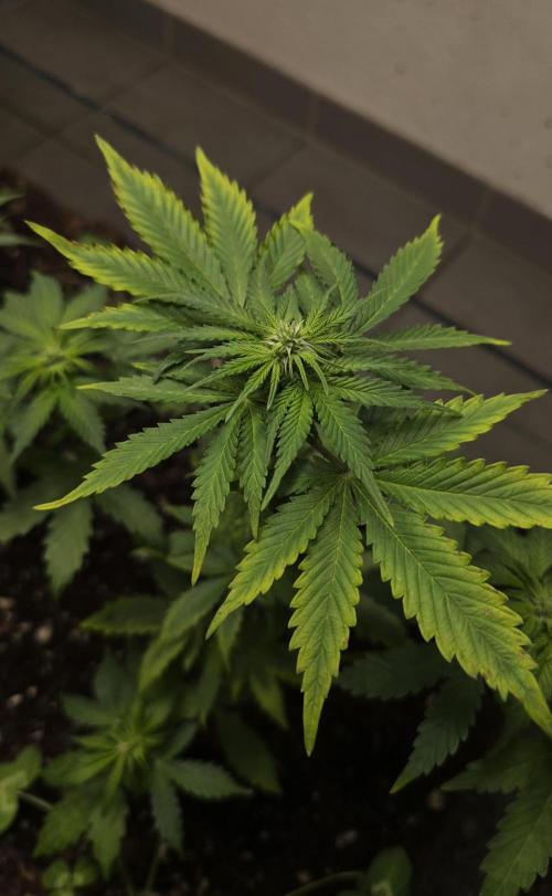 Forbidden fruit Automatic. Week 6