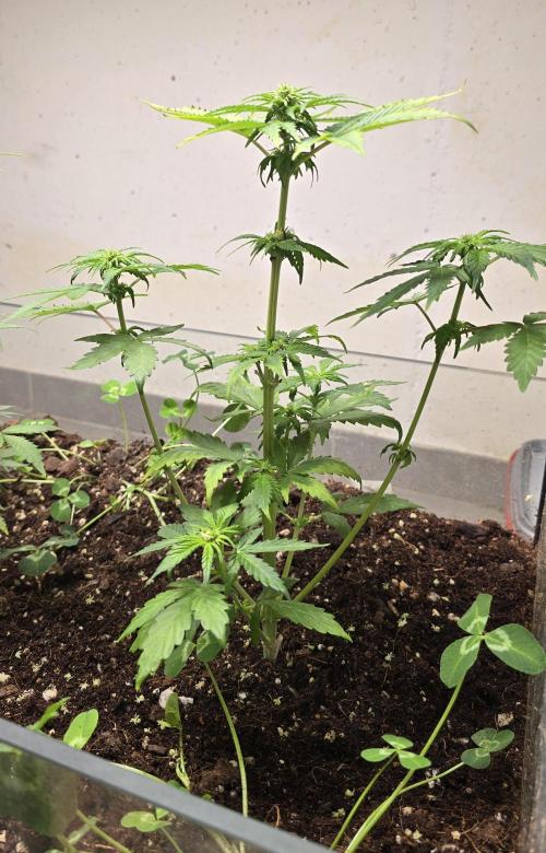 Forbidden fruit Automatic. Week 6