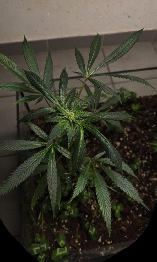 purple haze. Week 13