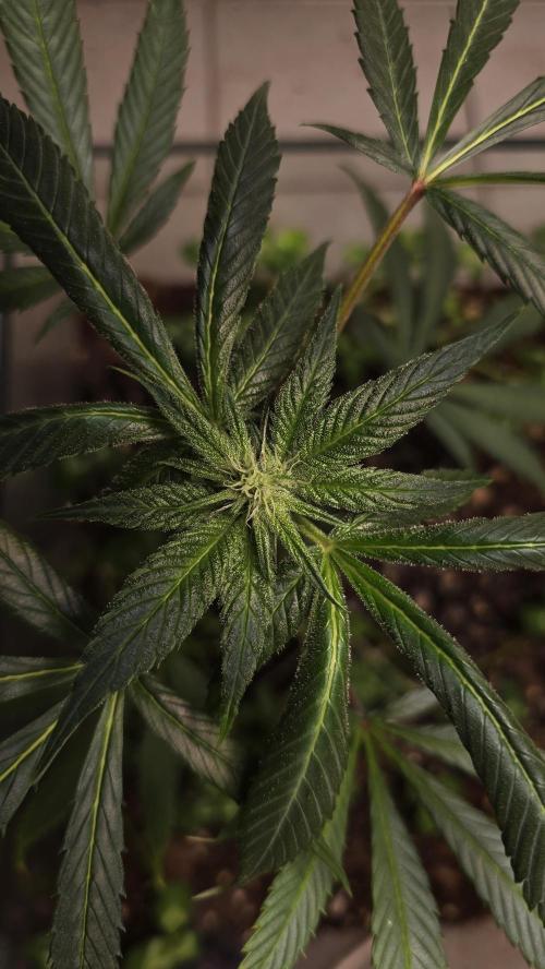 purple haze. Week 13