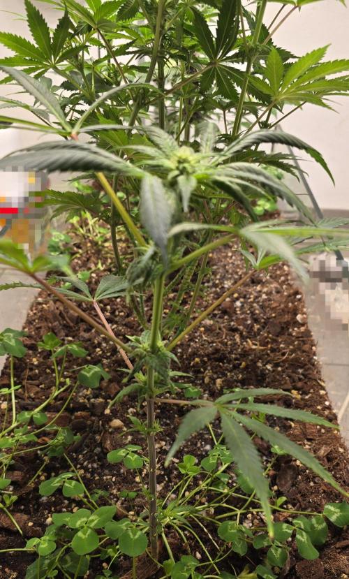 purple haze. Week 13