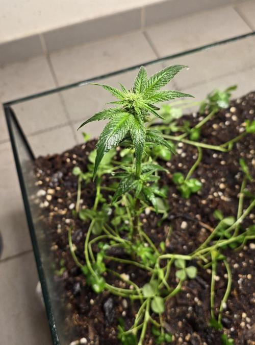 purple haze. Week 13