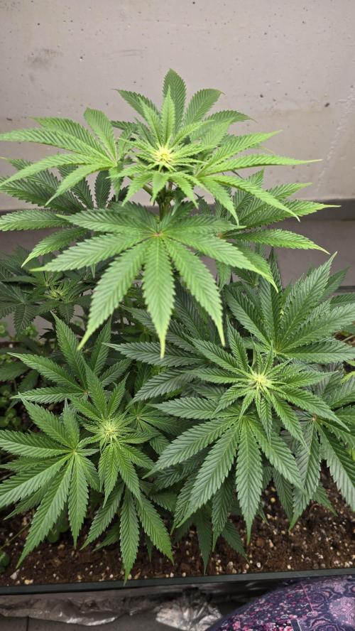 Humboldt purpz. Week 8