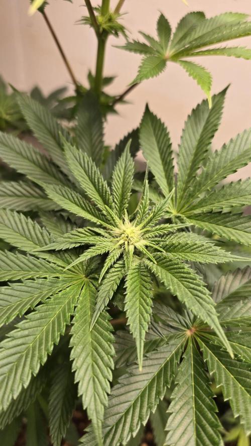 Humboldt purpz. Week 8