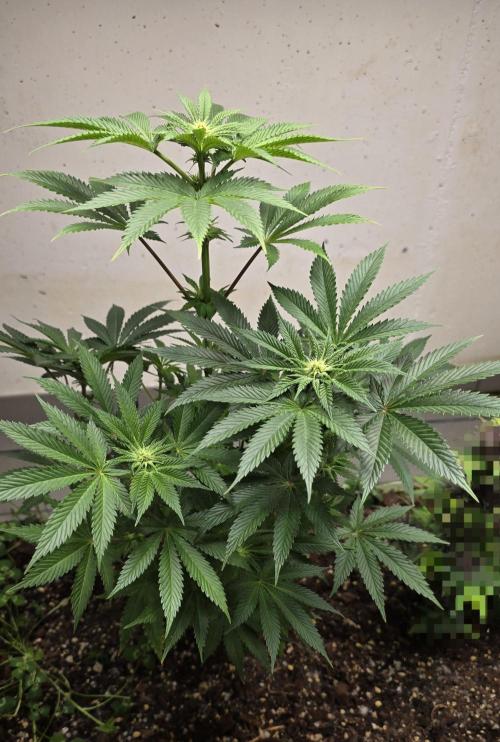 Humboldt purpz. Week 8