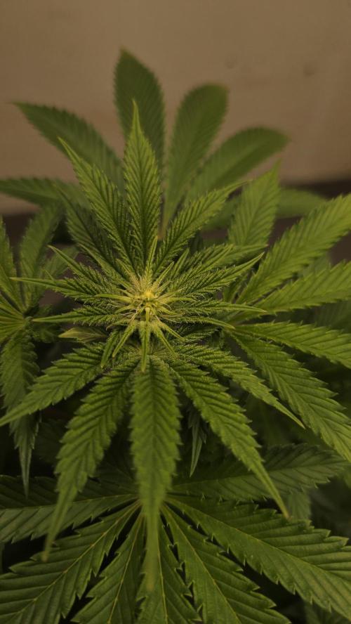 Humboldt purpz. Week 8