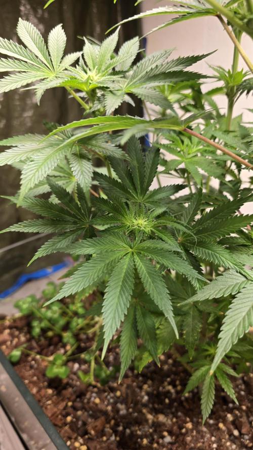 Humboldt purpz. Week 8