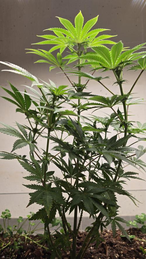 Humboldt purpz. Week 8