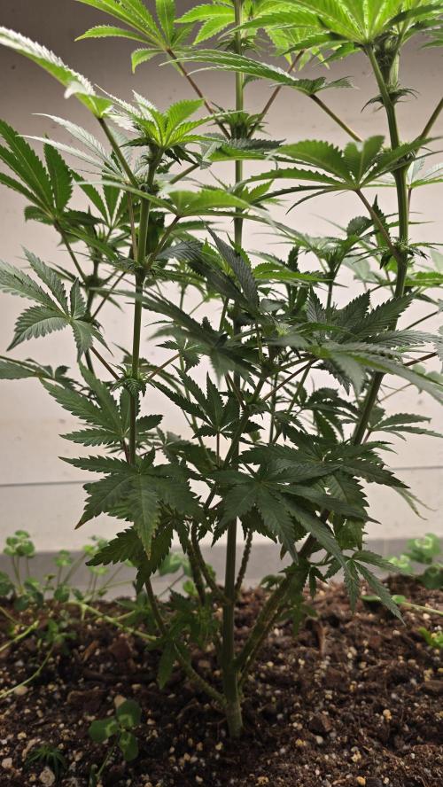 Humboldt purpz. Week 8