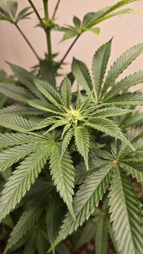 Humboldt purpz. Week 8