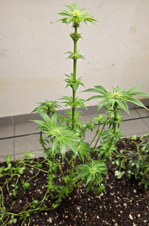 Humboldt purpz. Week 8