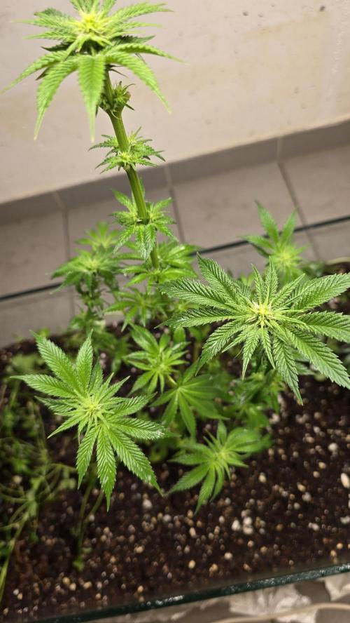 Humboldt purpz. Week 8