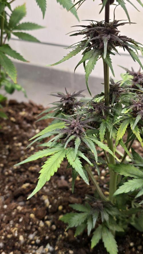 CBD Auto Blackberry Kush. Week 8