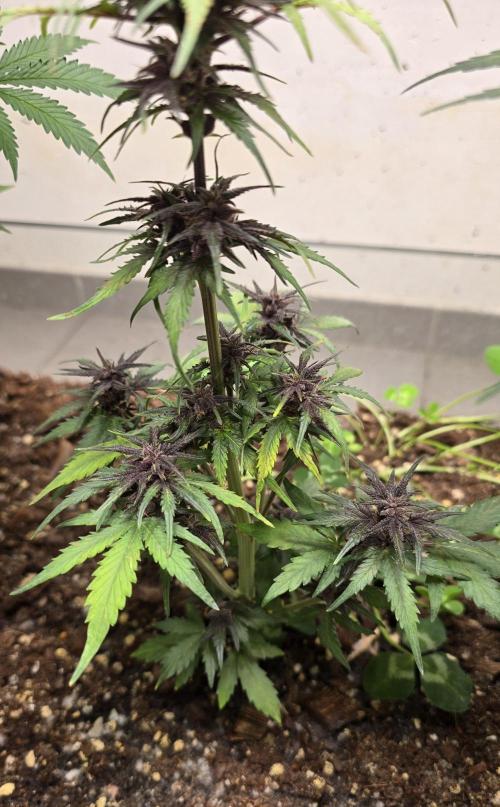 CBD Auto Blackberry Kush. Week 8