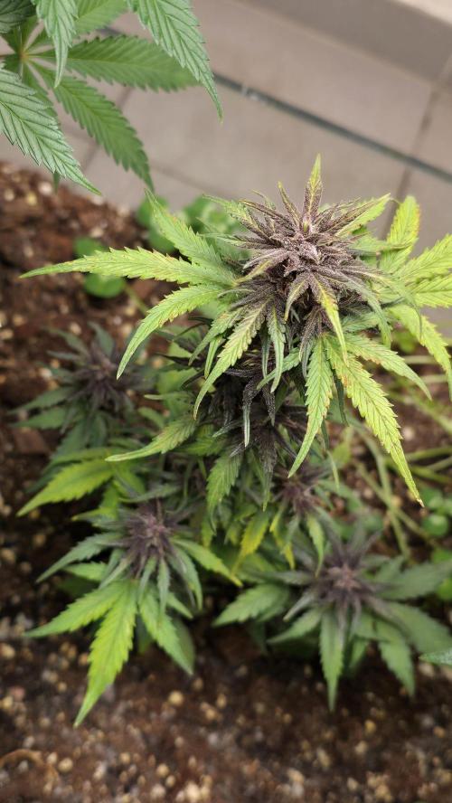 CBD Auto Blackberry Kush. Week 8