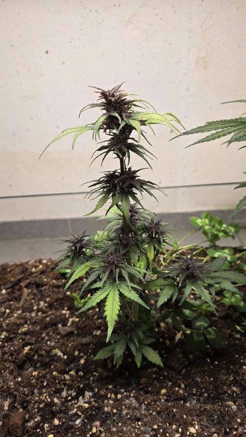 CBD Auto Blackberry Kush. Week 8