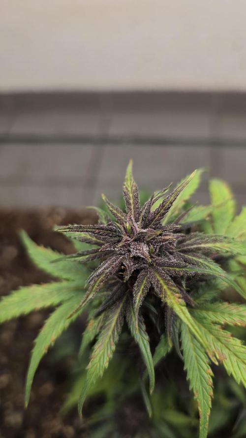 CBD Auto Blackberry Kush. Week 8