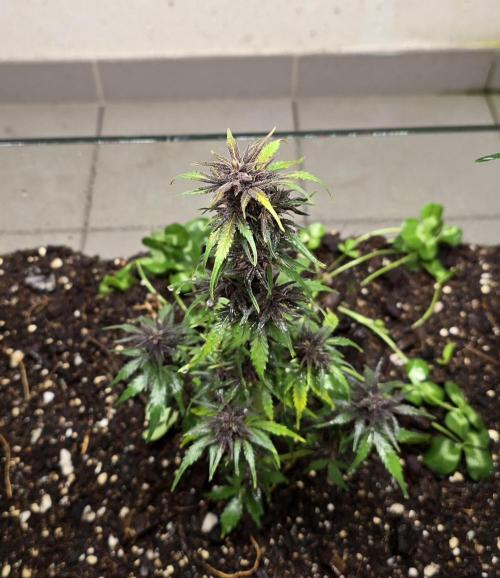 CBD Auto Blackberry Kush. Week 8