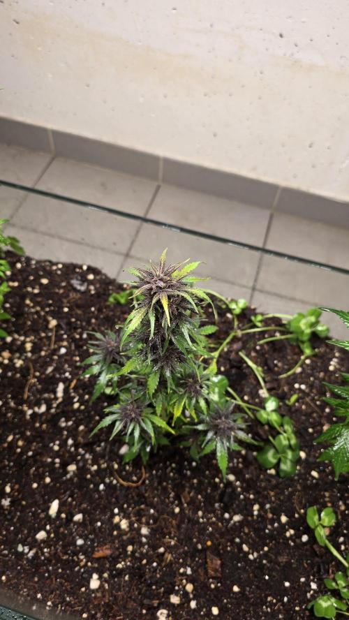 CBD Auto Blackberry Kush. Week 8