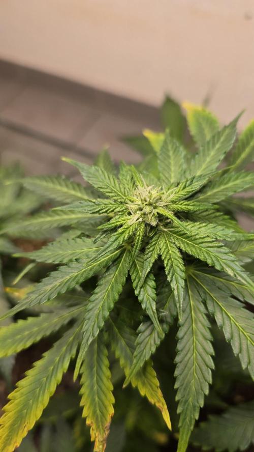 Forbidden fruit Automatic. Week 7