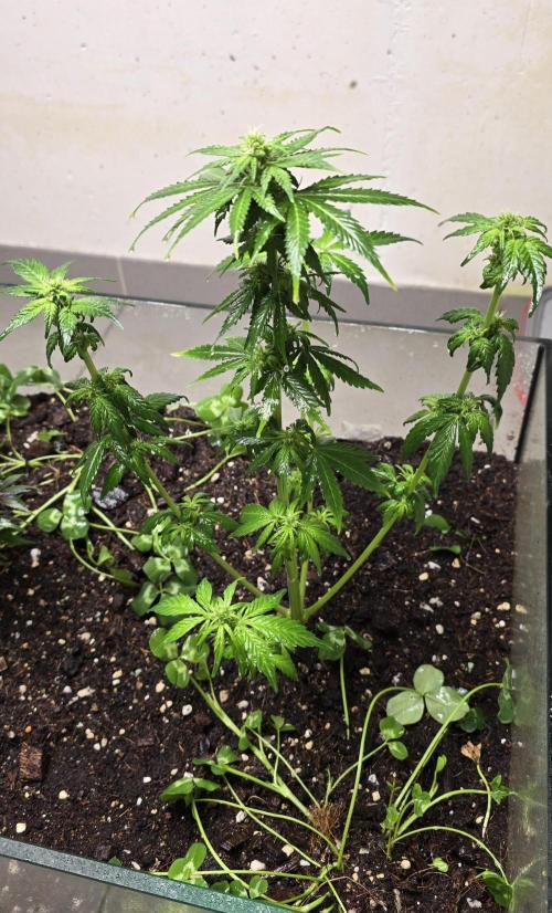 Forbidden fruit Automatic. Week 7