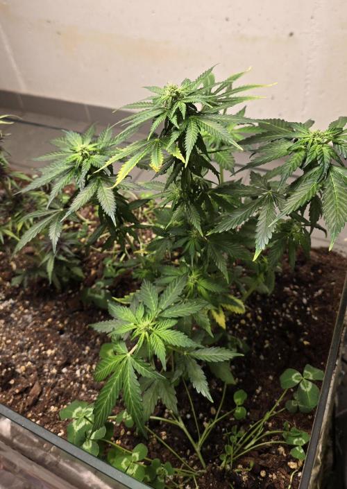 Forbidden fruit Automatic. Week 7