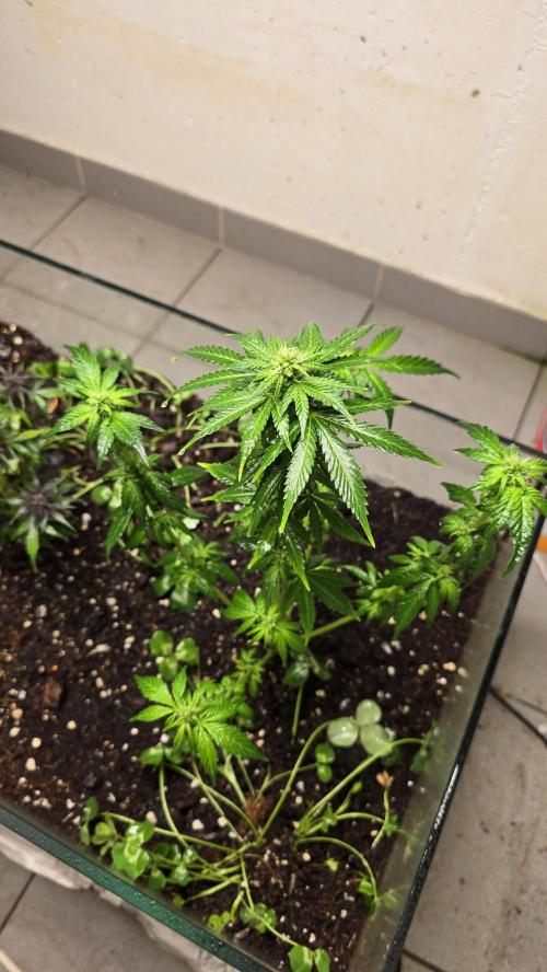 Forbidden fruit Automatic. Week 7