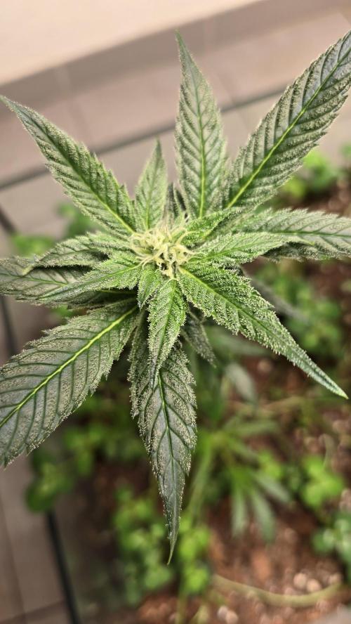 purple haze. Week 14