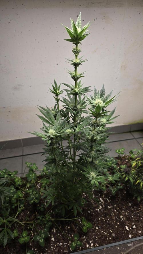 Humboldt purpz. Week 9