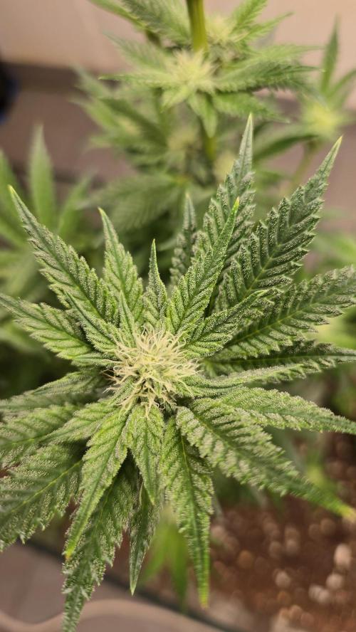 Humboldt purpz. Week 9