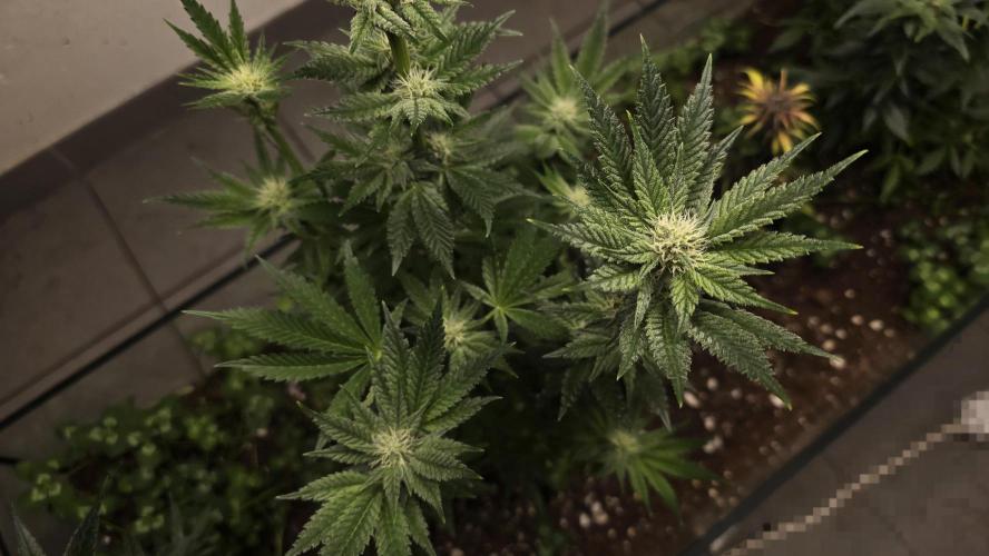 Humboldt purpz. Week 9