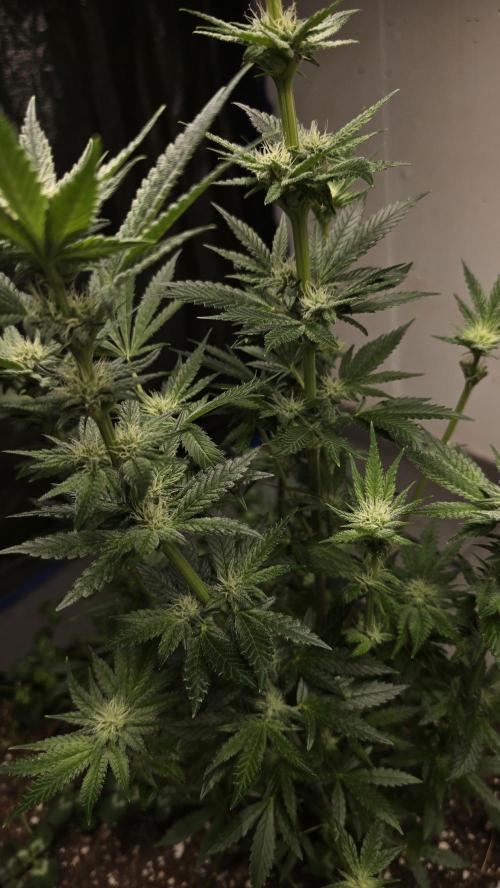 Humboldt purpz. Week 9