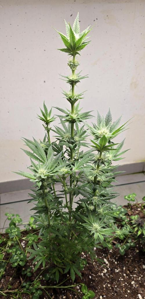 Humboldt purpz. Week 9