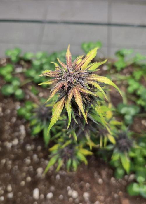 CBD Auto Blackberry Kush. Week 9