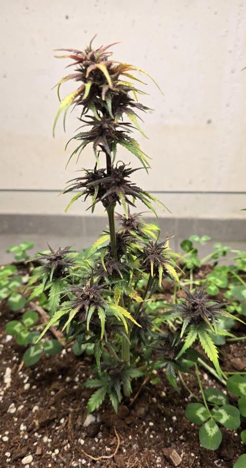 CBD Auto Blackberry Kush. Week 9