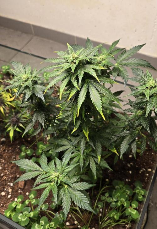 Forbidden fruit Automatic. Week 8