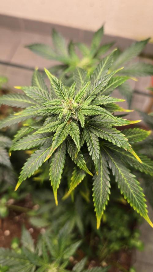 Forbidden fruit Automatic. Week 8